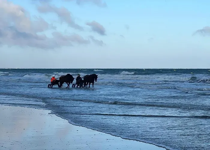 Daire Domaine Du Yearling Touques